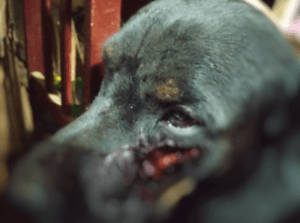 A Polícia Civil prendeu em flagrante um homem por maus-tratos praticados contra um cachorro da raça Rottweiller em Senador Canedo