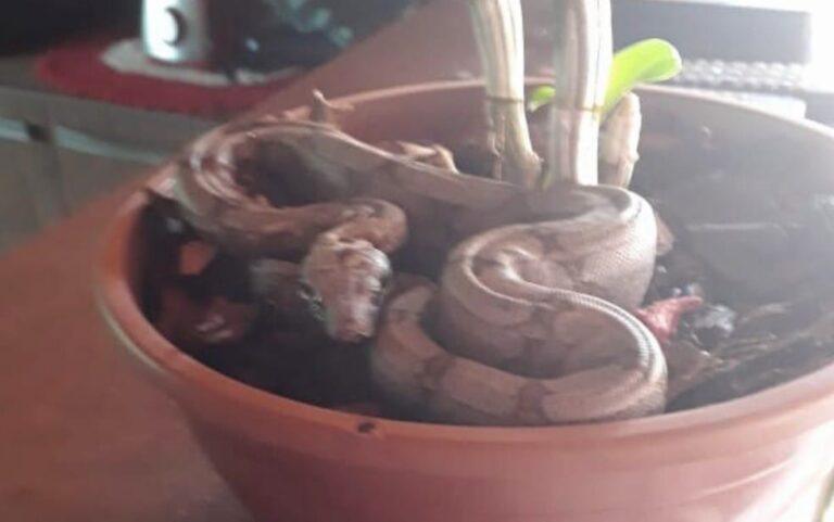 Dona de casa encontra jiboia dentro de vaso de planta em Hidrolândia
