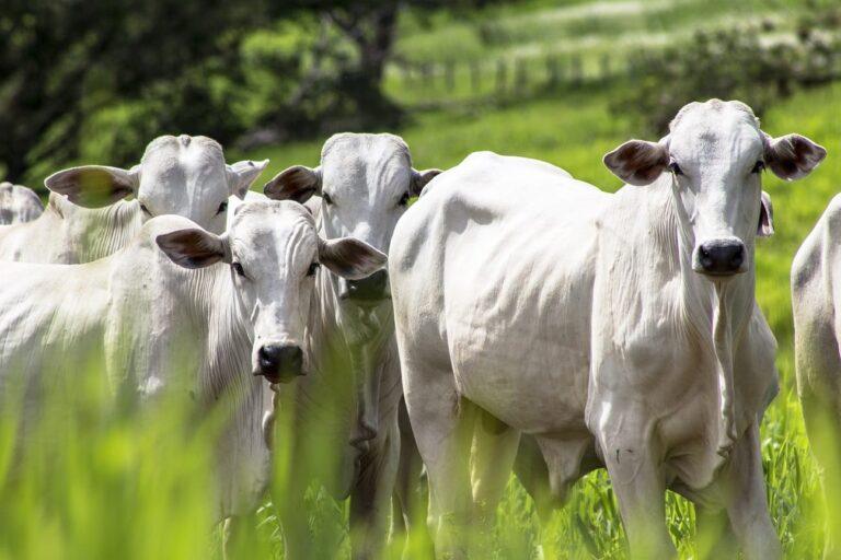 Exportações do agronegócio atingem US$ 529,8 milhões