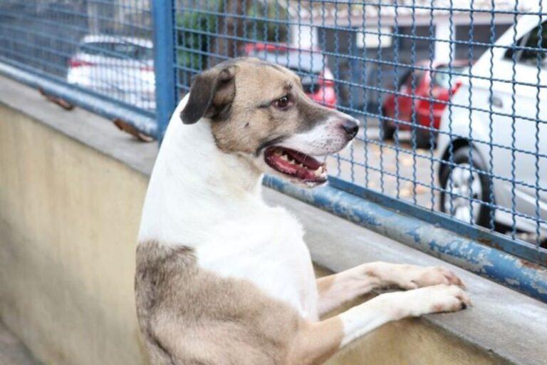 Fogos de artifício: veterinária goiana ensina técnicas para acalmar animais