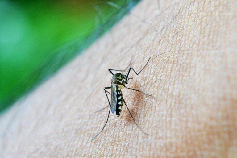 Aparecida registra mais de 7 mil notificações de dengue em 2021