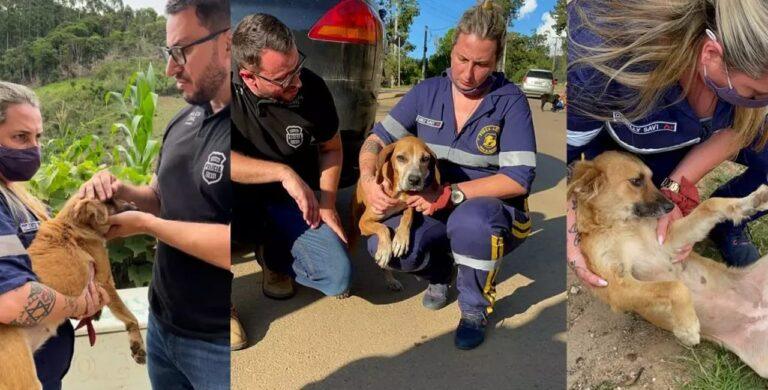 Idoso que abusava de cães há 15 anos é preso e pede para ser morto pela polícia