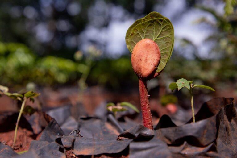 Distribuição de mudas nativas do Cerrado continua em Anápolis