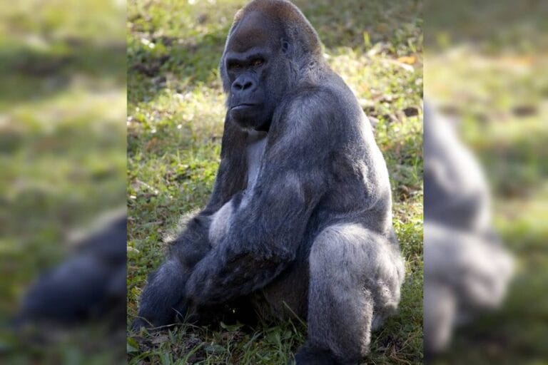 Morre gorila macho mais velho do mundo