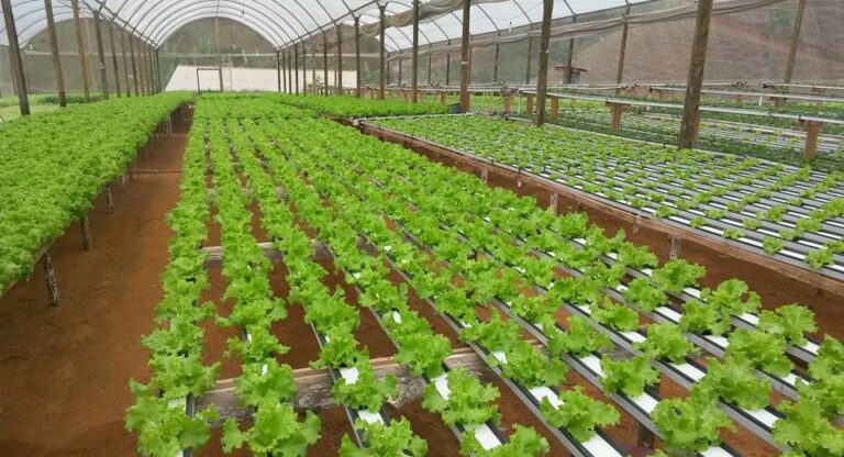 Senador Canedo: Horta Municipal  inicia instalação de cultivo hidropônico