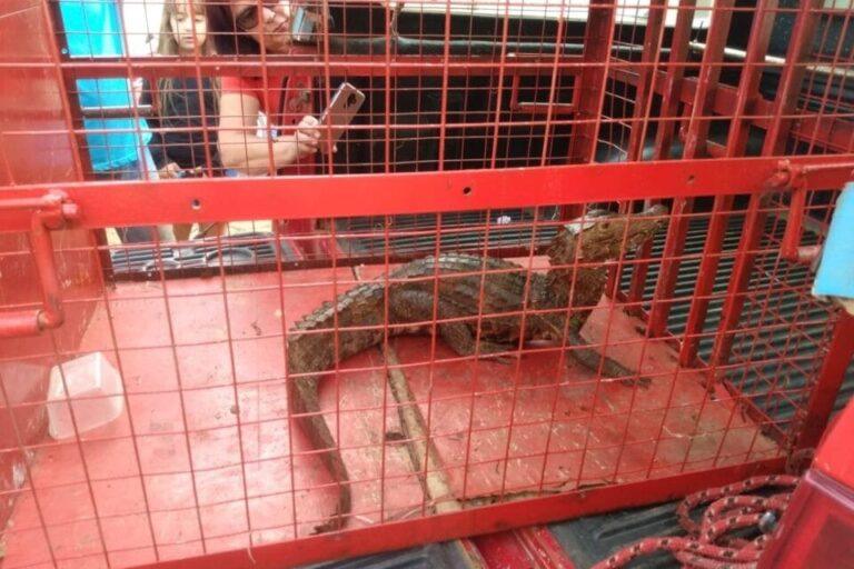 Urutaí: Morador encontra jacaré de um metro