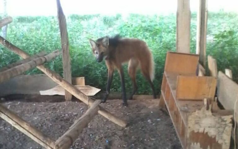 Goianápolis: Bombeiros resgatam lobo-guará