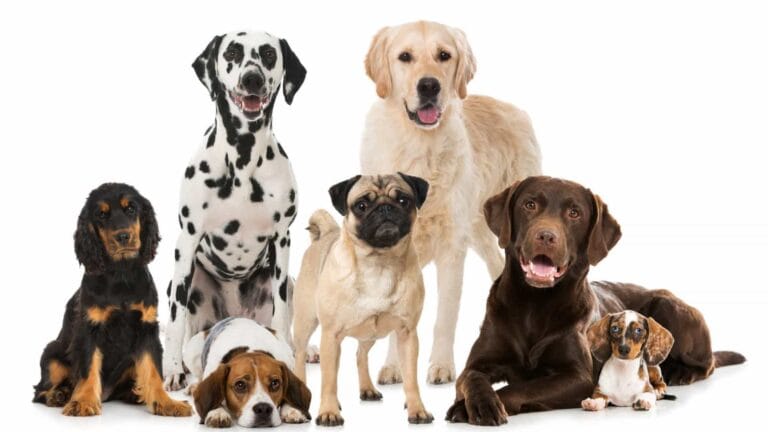 Animais têm diferentes tipos sanguíneos?