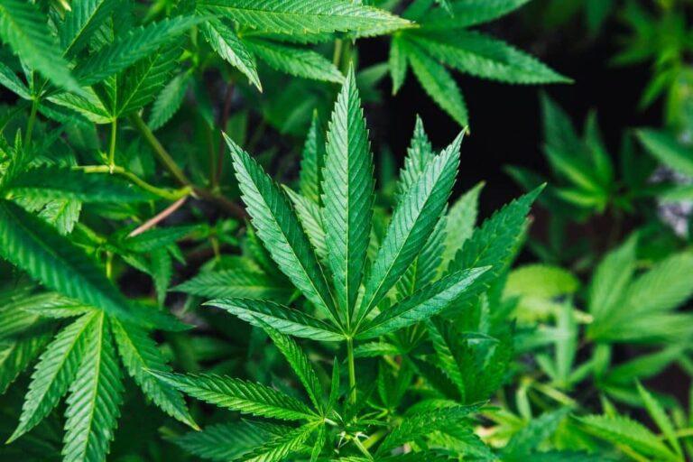 Componentes da cannabis podem ajudar no combate ao coronavírus