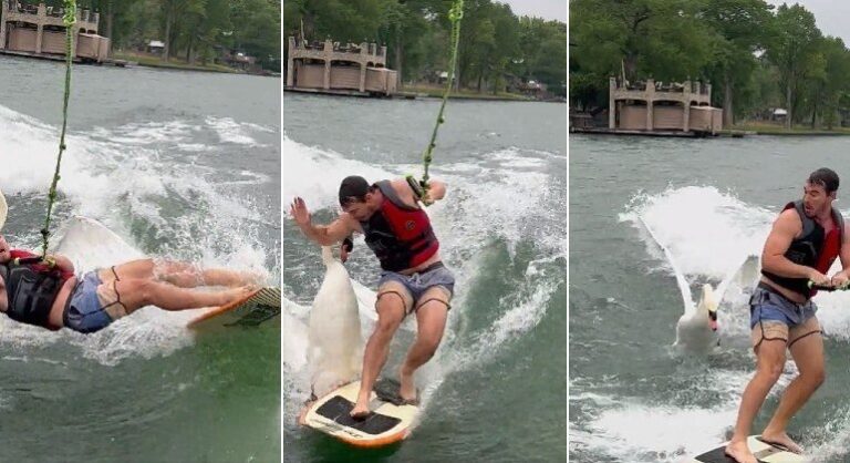 Cisne afrontoso ataca e derruba sem dó praticante de wakeboard