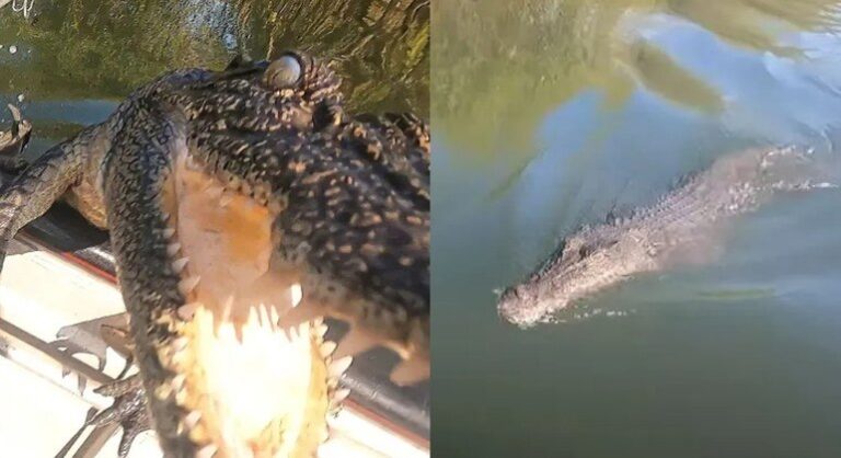 Crocodilo faminto pula em barco e tenta atacar dupla de pescadores