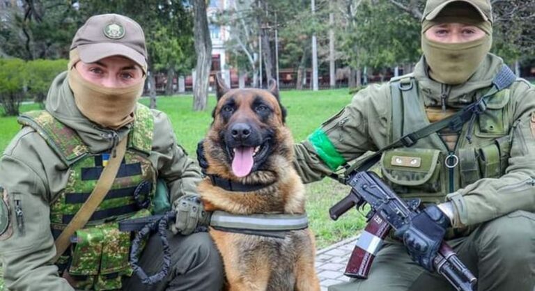Cão do exército russo é adotado por tropas da Ucrânia e aprende a receber ordens em novo idioma