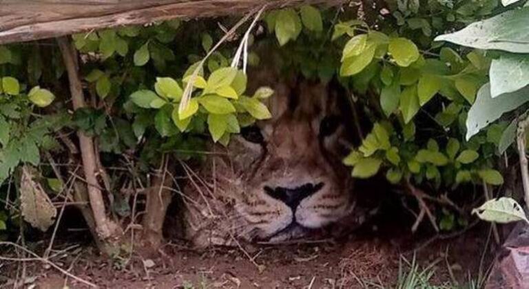 Cuidado com o leão! Moradores do Quênia chamam autoridades ao confundir sacola com felino