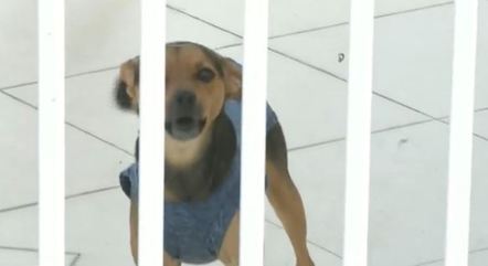Moradores recebem ameaças por cartas contra latidos de cachorros e temem atentados