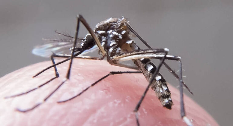 Saiba sintomas e diferenças entre dengue, zika e chikungunya