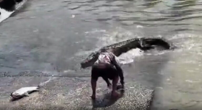 Turista se arrisca perto de crocodilo para recuperar boné do filho
