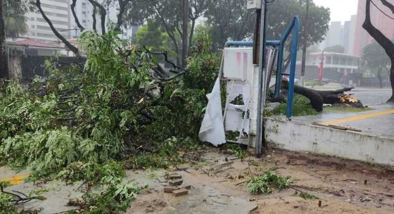 Árvore cai durante chuva e provoca bloqueio na Avenida Epitácio Pessoa, na Capital