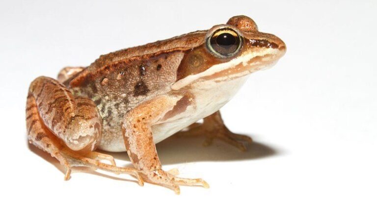Backstreet Frogs! Estas rãs formam ‘boy bands’ para atrair fêmeas