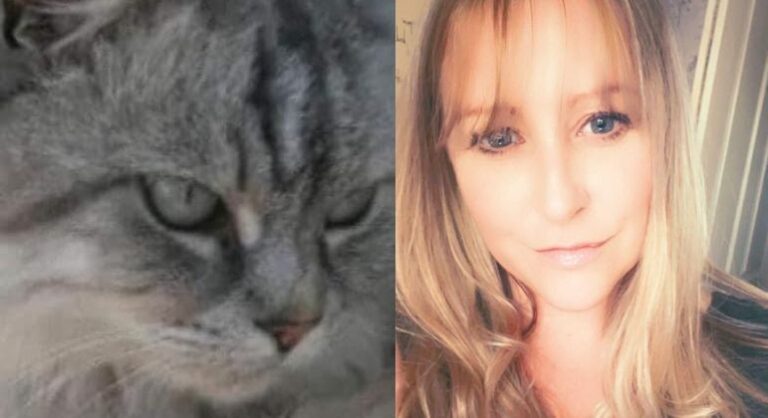 Dona encontra gato que estava perdido há 10 anos no Reino Unido