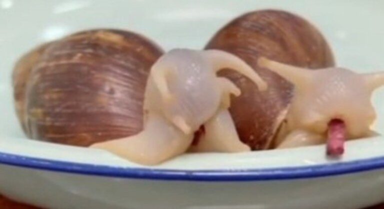 Estranho demais: se você nunca viu como um caracol se alimenta, chegou o momento