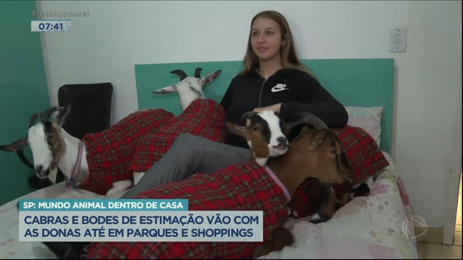 Mãe e filha criam cabras e bodes em apartamento na Grande SP