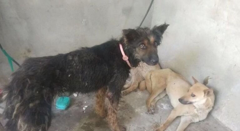 ONG salva 386 cachorros que seriam sacrificados em festival de carne canina na China