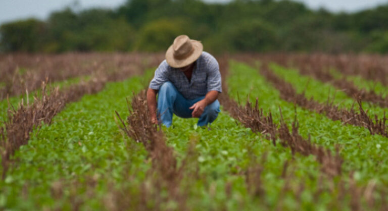 Órgão federal deve destinar 30% da compra de alimentos a agricultores familiares