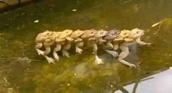 Top 100 Hora 7: imagens para quem pediria carona para disco-voador