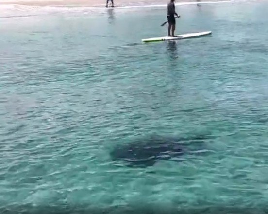 Tubarão sorrateiro nada em águas rasas de praia movimentada e assusta banhistas