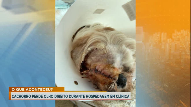 Tutora de cão que perdeu um dos olhos em hotel para pet faz desabafo