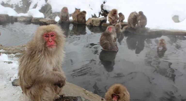 Ataques de macacos saem do controle no Japão e prefeitura cria grupo para caçá-los