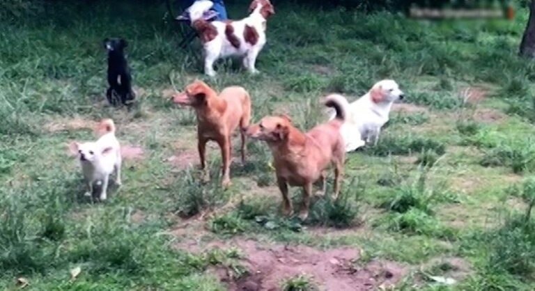Encontro de cachorros ‘tímidos’ viraliza no TikTok: ‘Nunca pensei que veria algo assim’