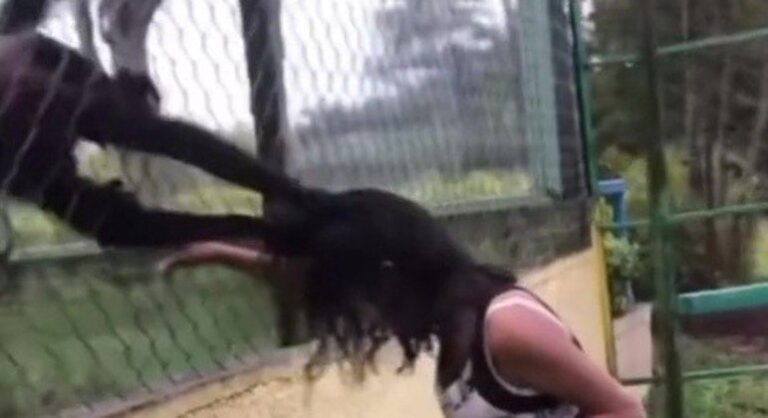 Garota ignora recomendação, provoca macacos em zoológico e é atacada na sequência