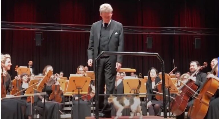 Gato invade apresentação de orquestra, ‘ataca’ de maestro e arranca risadas de todos