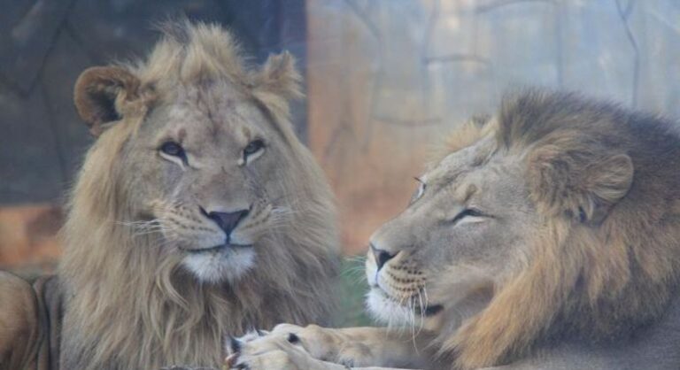 Linha com cerol cai no recinto dos leões no zoológico de Guarulhos