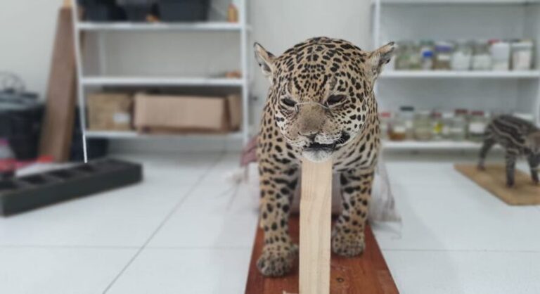 Onça, arara e filhote de anta empalhados serão entregues ao Bioparque