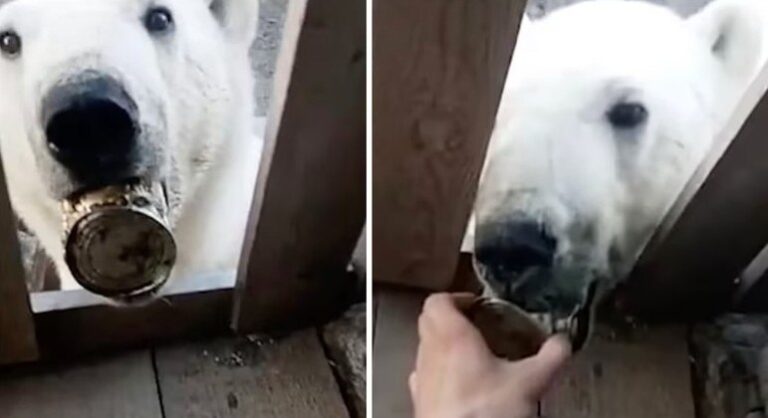 Urso-polar pede ajuda a moradores de vila após prender a língua em lata de leite condensado