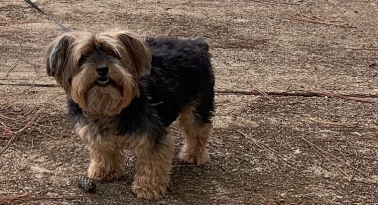 Vídeo: cão de grande porte ataca e mata cachorro menor na Asa Sul