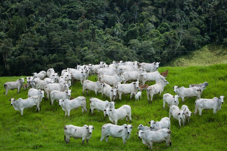 Rebanho bovino goiano atinge recorde histórico de 24,2 milhões de cabeças.
