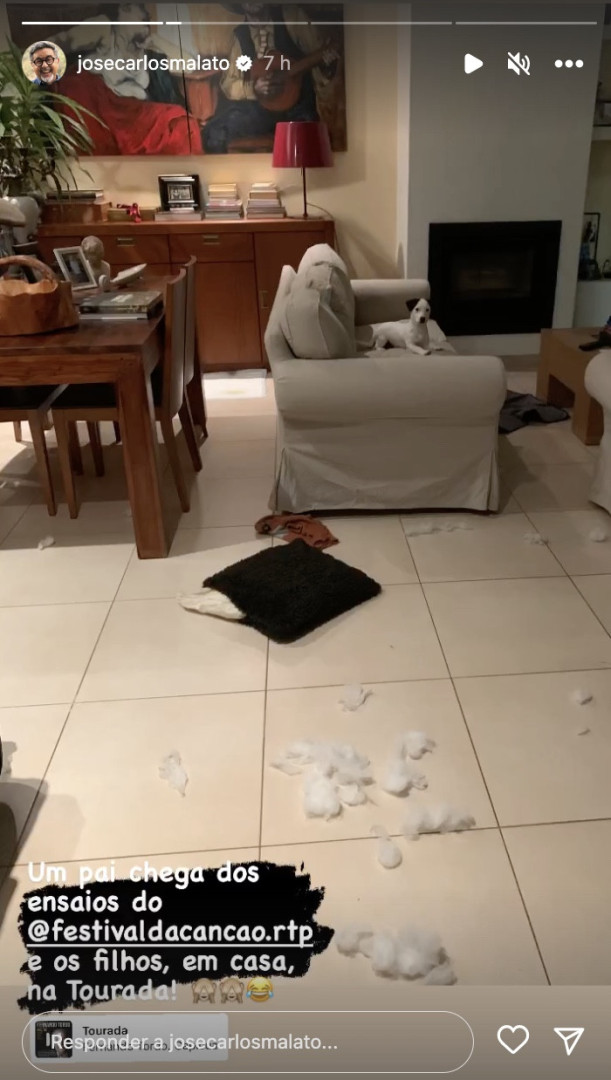 Cães de José Carlos Malato destroem almofadas durante a sua ausência