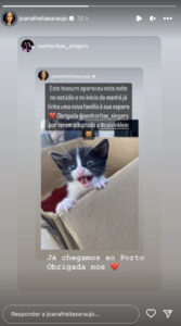 Gato bebé foi encontrado nos estúdios da TVI... e já foi adotado