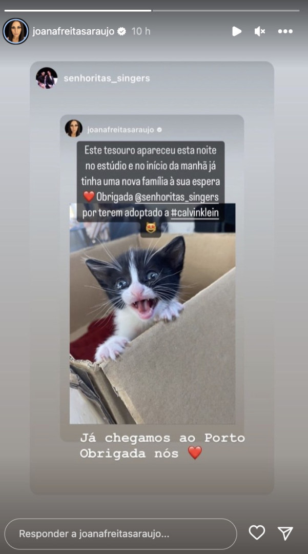 Gato bebé foi encontrado nos estúdios da TVI… e já foi adotado