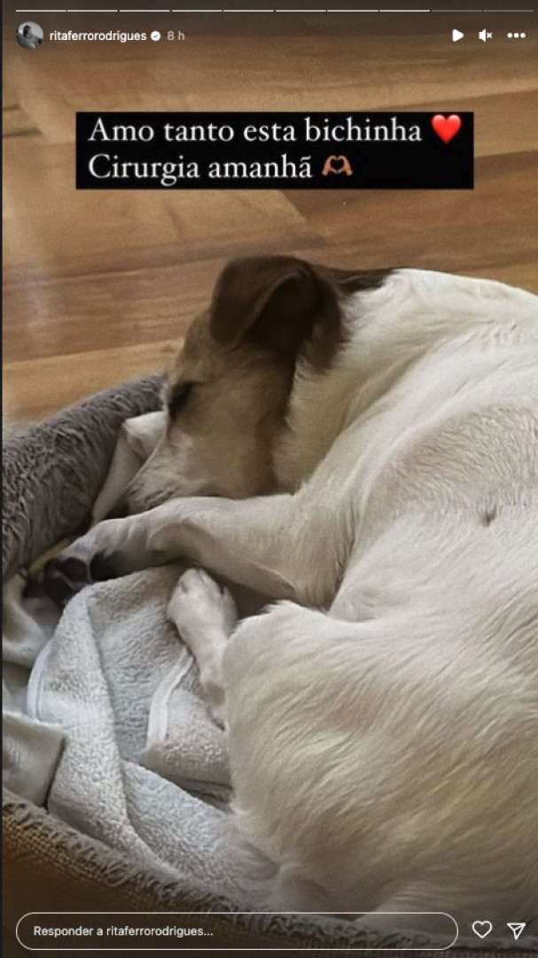 Rita Ferro Rodrigues atualiza estado de saúde de cadela que se magoou