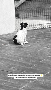 Cristiana Jesus e as emotivas imagens do patudo. "A perda não é só nossa"