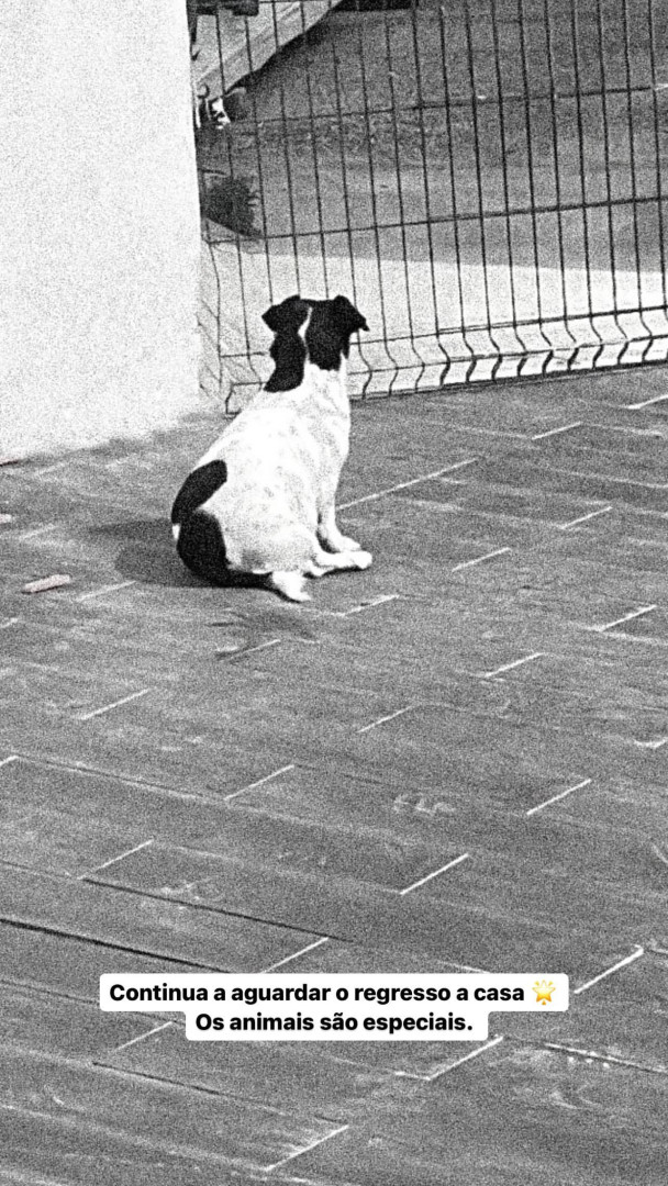 Cristiana Jesus e as emotivas imagens do patudo. "A perda não é só nossa"