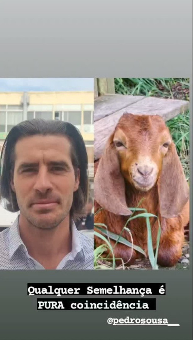 Tiago Teotónio Pereira compara ator Pedro Sousa a uma... cabra
