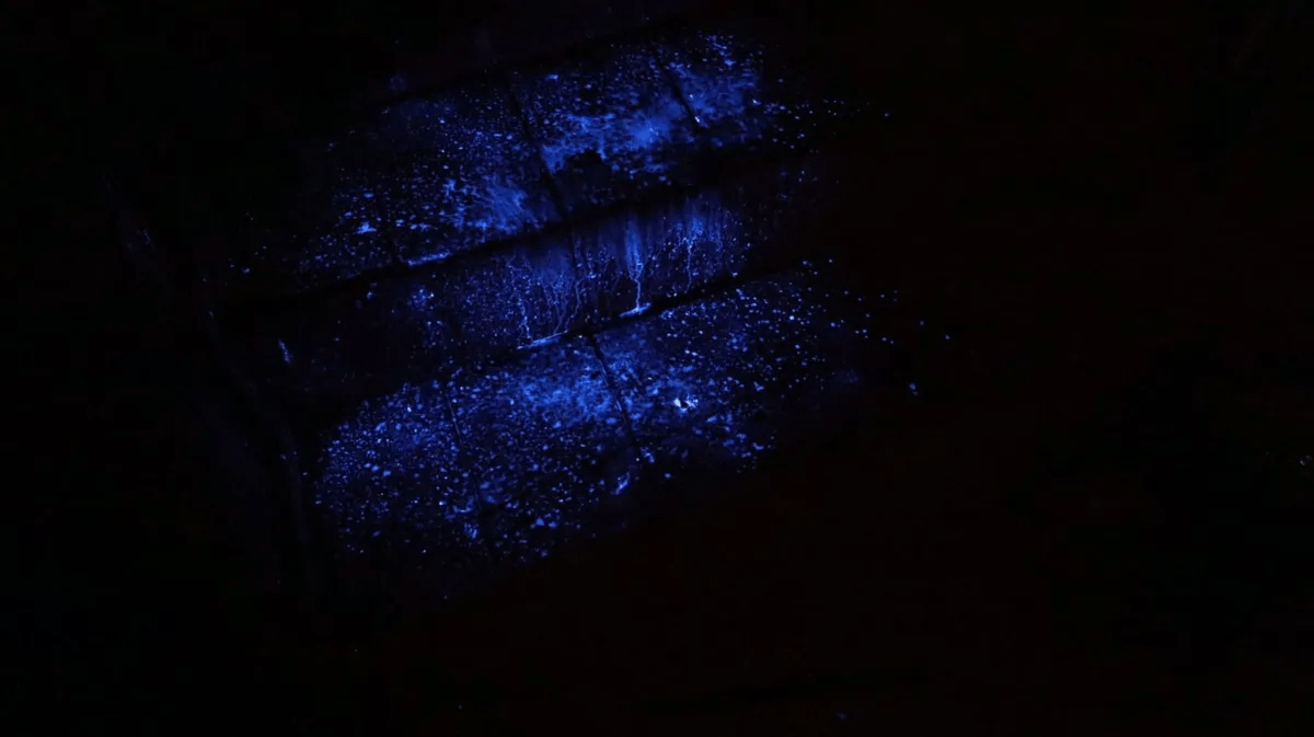 Homem que bebia sangue das vítimas após matá-las é preso