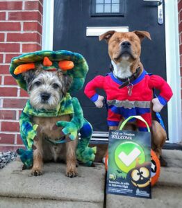 Cães policiais são fantasiados para festa de Halloween na Inglaterra