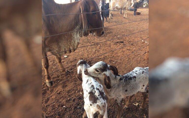 Em caso raro, vaca dá à luz bezerros gêmeos de sexos diferentes em Goiatuba