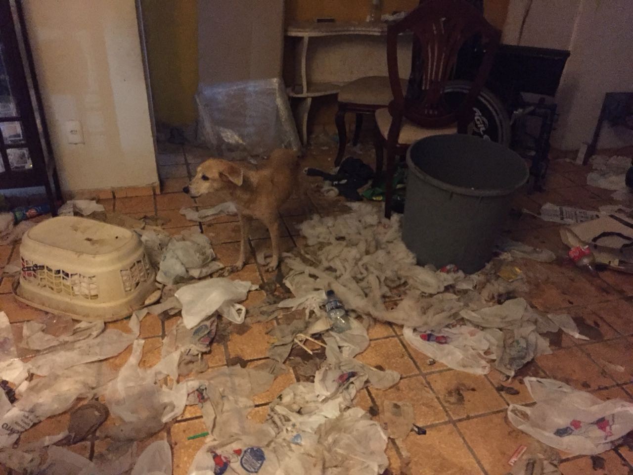 'Filme de terror', diz policial que resgatou animais abandonados em casa no Ceará